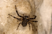 *(85360) Une femelle (Araneae - Thomisidae - Xysticus sp.)